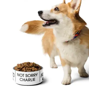 Talk To Me Nice - Not Sorry Charlie ,Pet Bowl